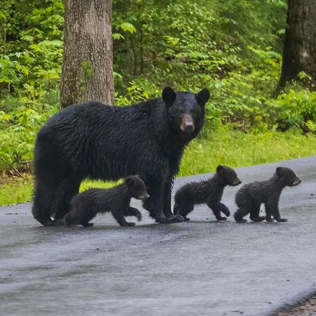 Papa Bear, Hot Tub, Wifi, 1089 Free Tickets Each Paid Day, Dollywood And More Sevierville Kültér fotó