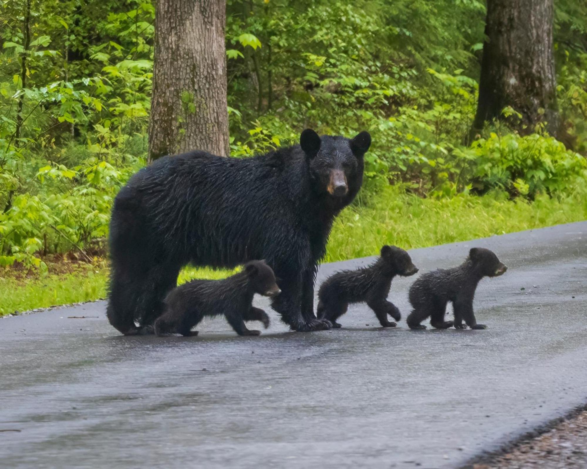 Papa Bear, Hot Tub, Wifi, 1089 Free Tickets Each Paid Day, Dollywood And More Sevierville Kültér fotó